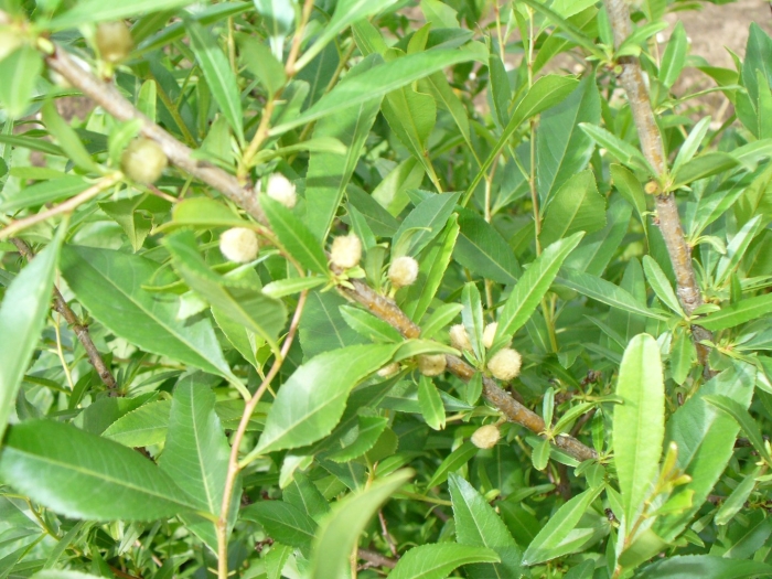 Миндаль декоративный кустарник листья