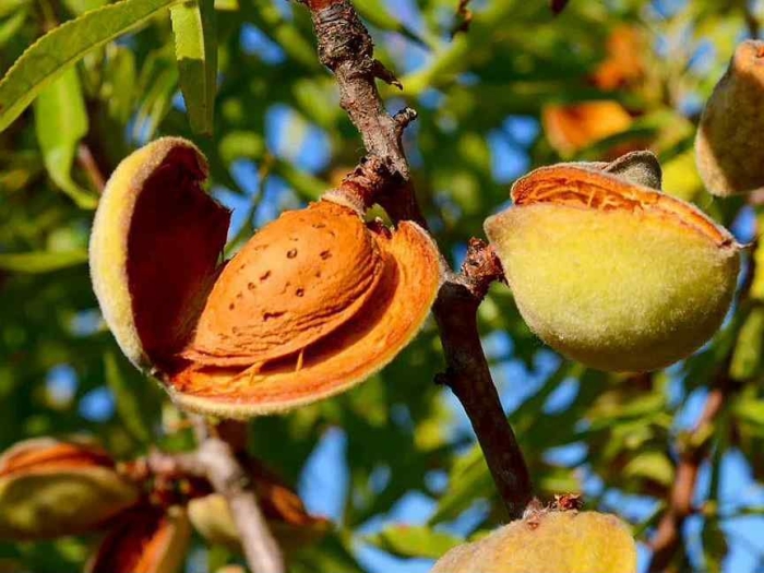 Миндаль никитский 62