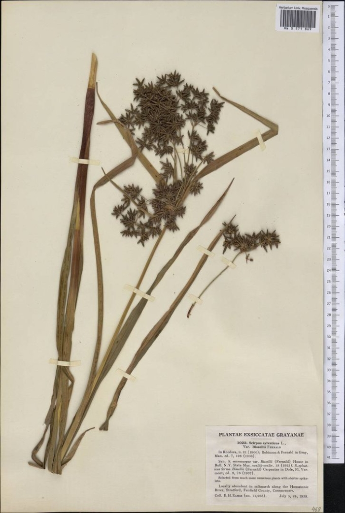 Камыш лесной строение цветка