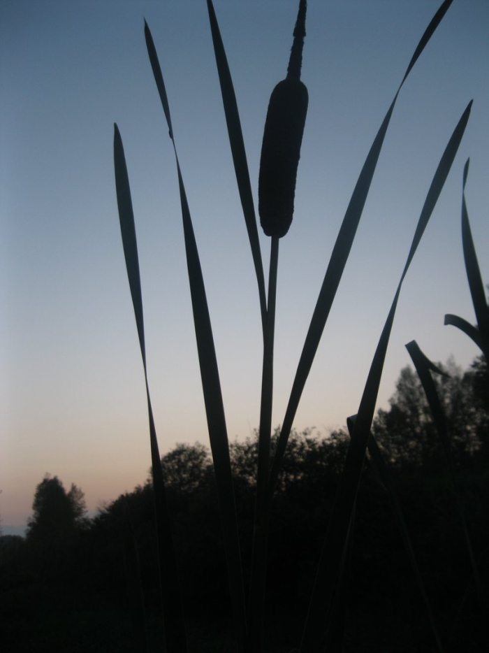 Растение рогоз