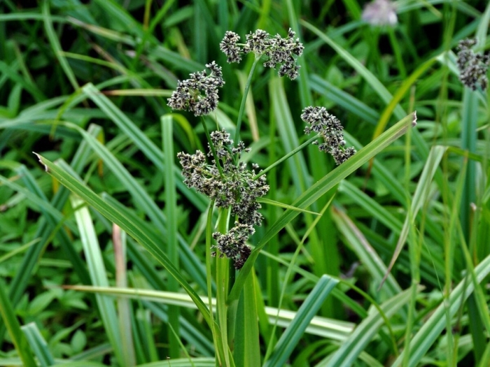 Растение камыш