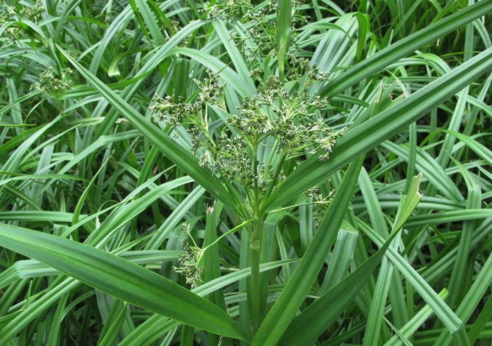 Cyperus scariosus