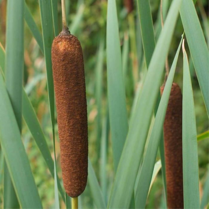 Broad leaved cattail