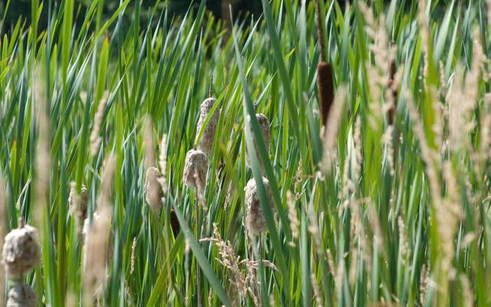 Камыши и рогоз