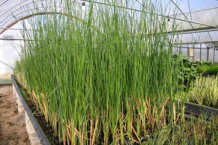 Камыш (схеноплектус) озёрный schoenoplectus lacustris