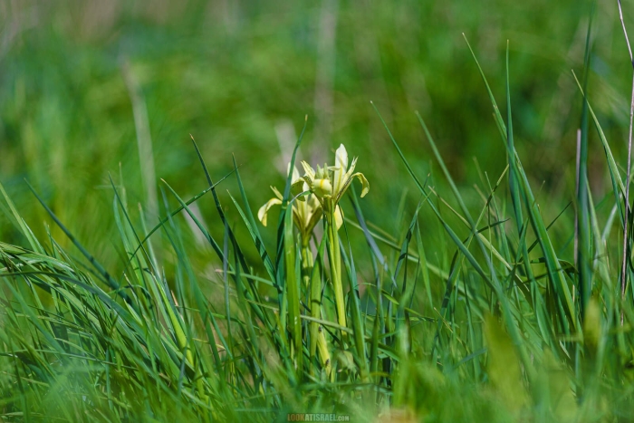 Ирис приземистый (iris humilis georgi)
