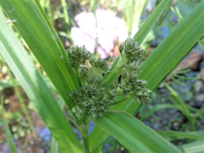 Растение ежеголовник