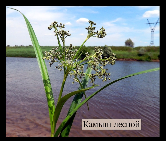 Камыш лесной scirpus sylvaticus