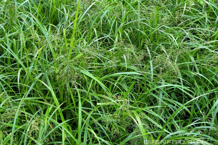 Cyperus glomeratus