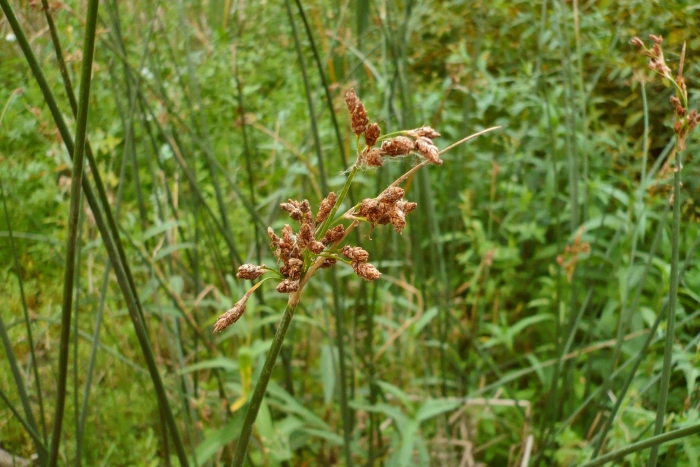 Schoenoplectus tabernaemontani