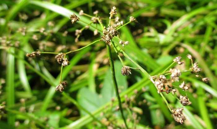 Scirpus sylvaticus