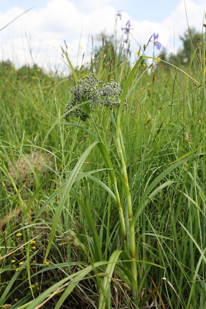 Scirpus radicans