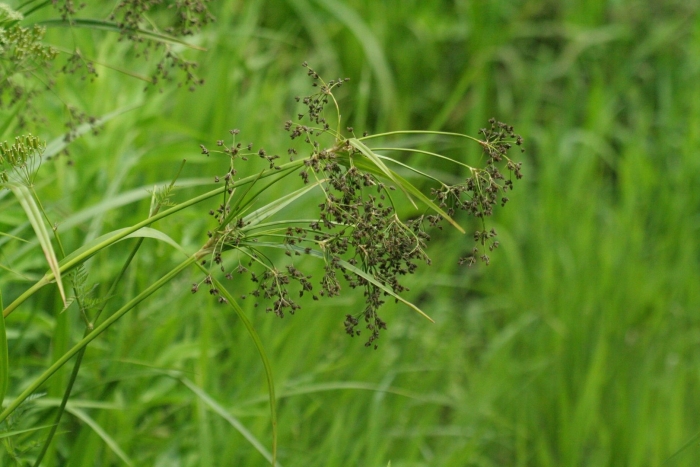Scirpus radicans