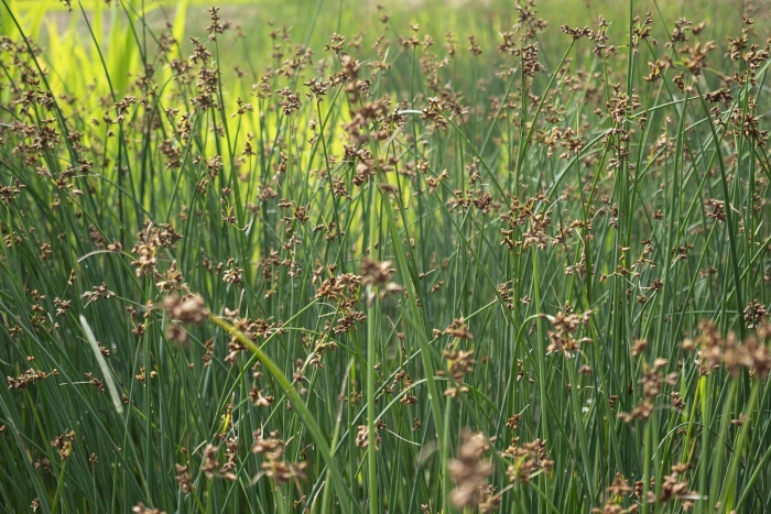 Камыш озёрный scirpus lacustris