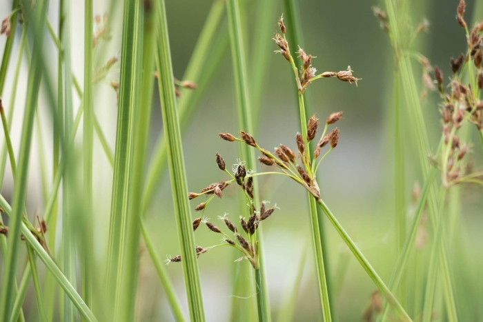 Камыш растение