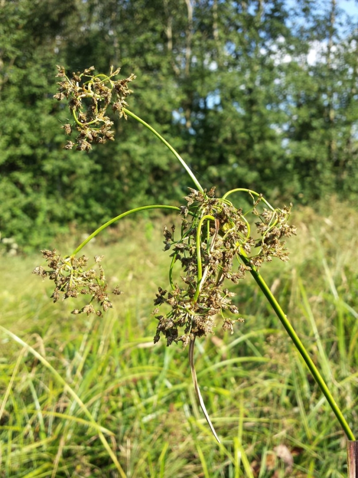 Scirpus sylvaticus