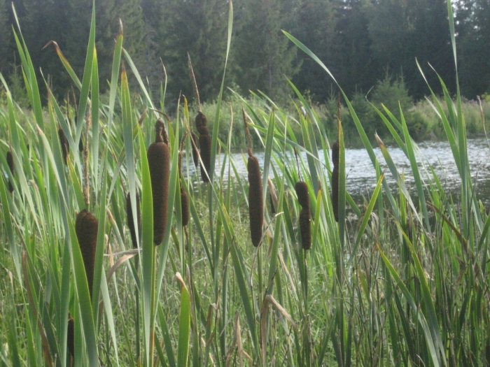 Болотная трава рогоз