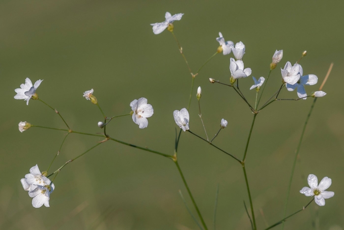 Gypsophila elegans