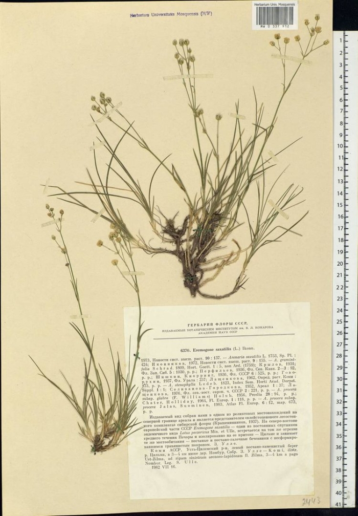 Eremogone saxatilis