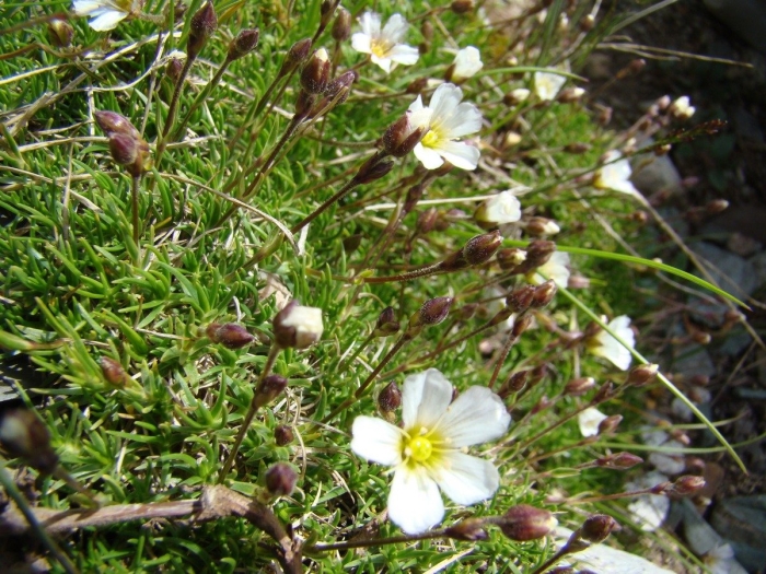 Минуарция гельма