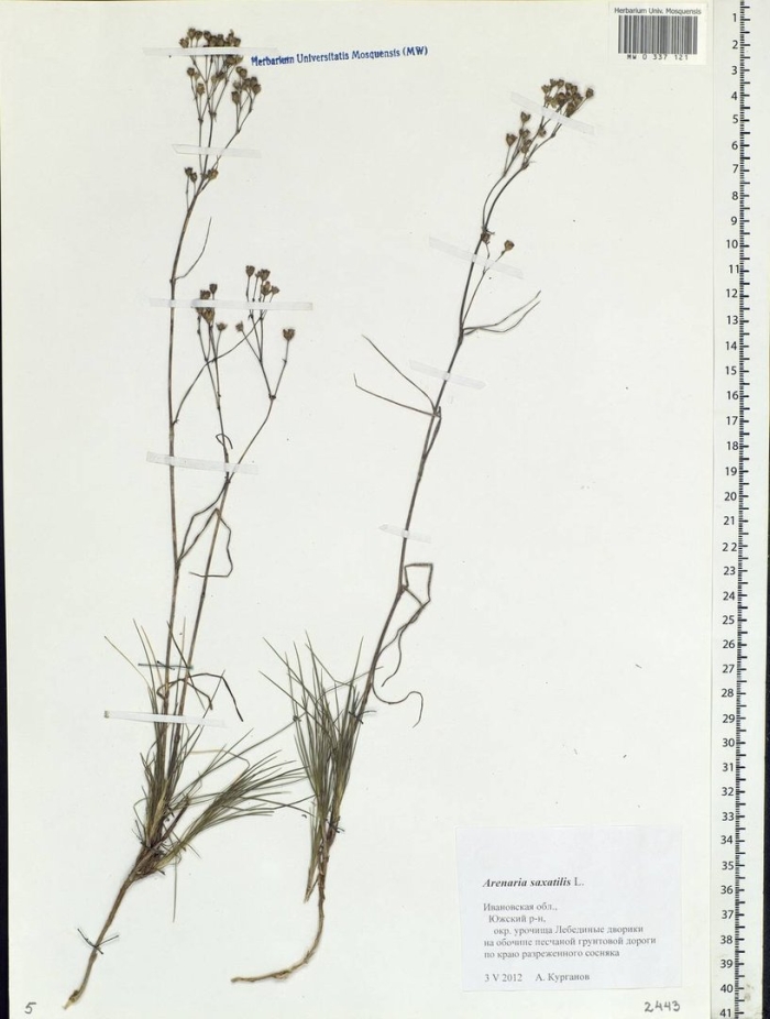 Eremogone saxatilis