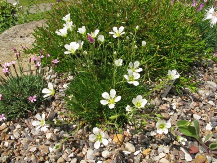 Минуарция гельма