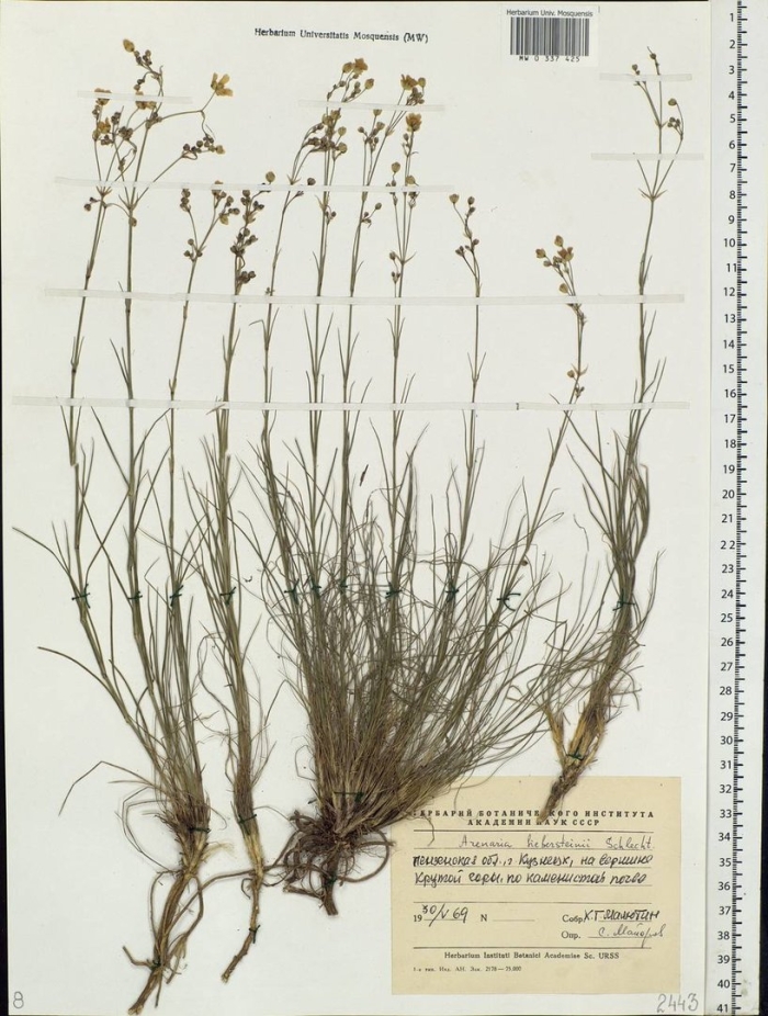 Колючник биберштейна