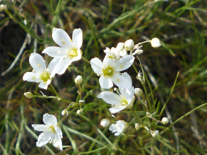 Minuartia laricifolia