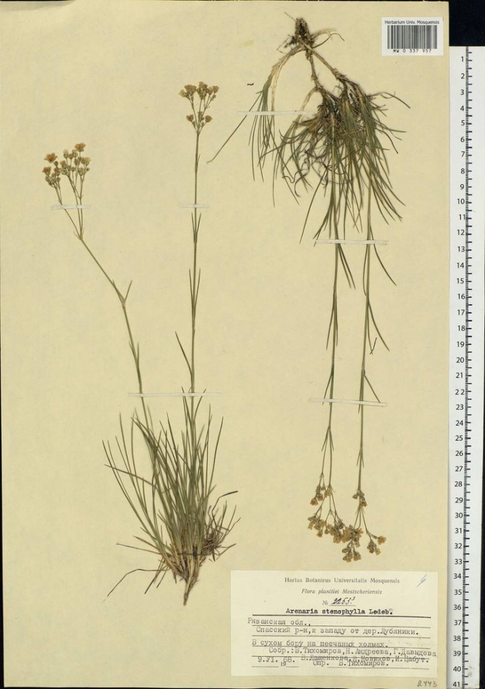 Пустынница ситниковая