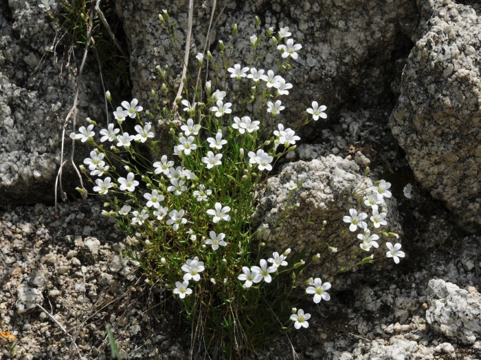 Minuartia verna