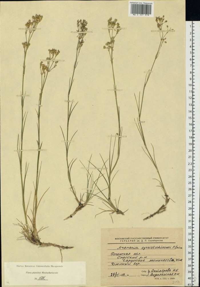 Пустынница корина