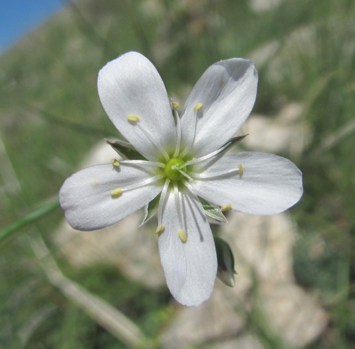 Eremogone saxatilis