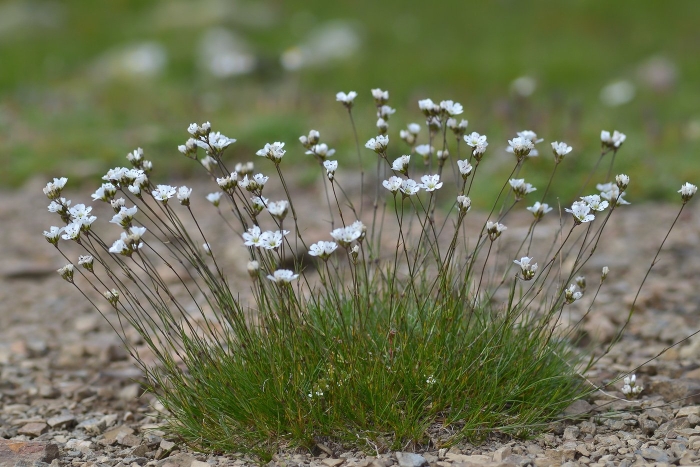 Cerastium alpinum l. ясколка альпийская