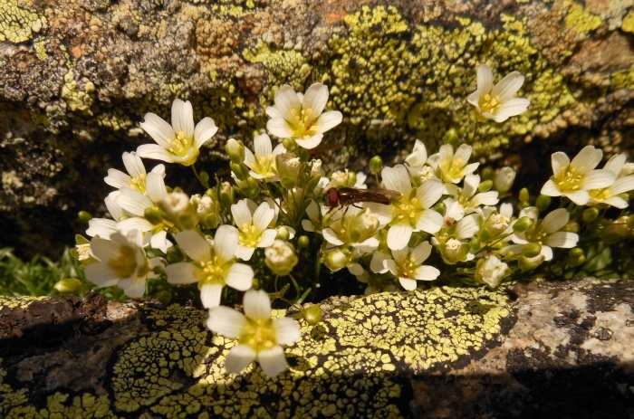 Моховая камнеломка