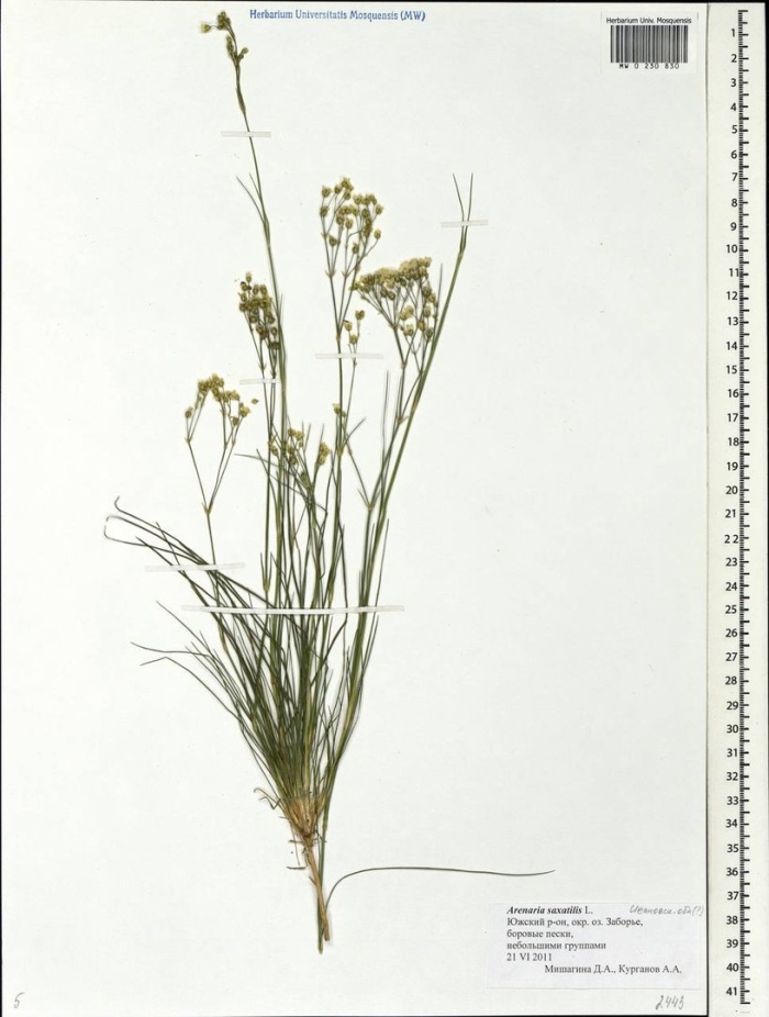 Eremogone saxatilis
