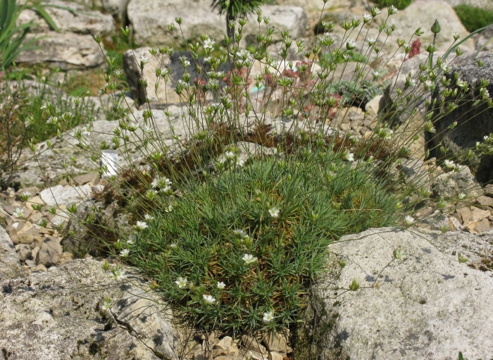Аренария песчанка горная