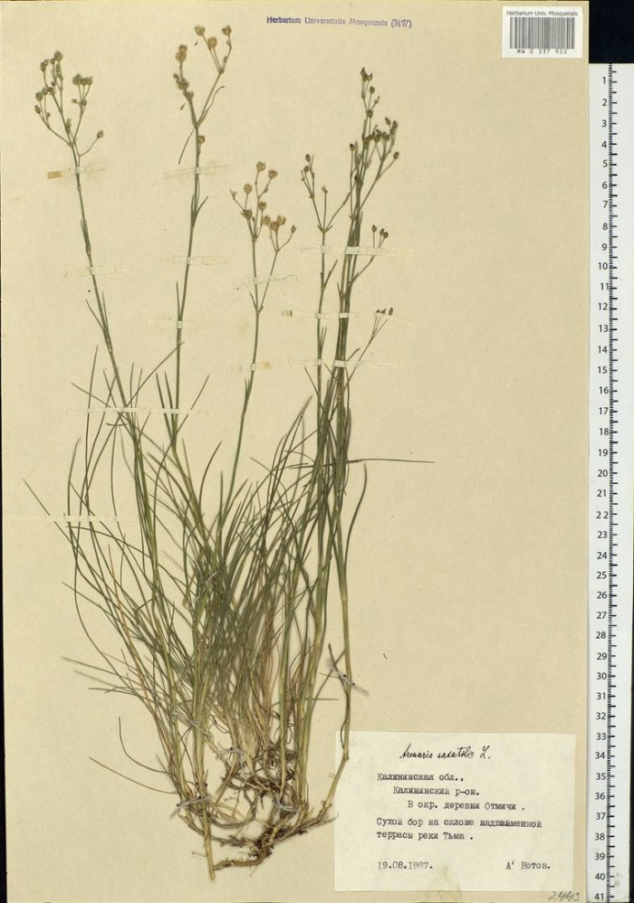 Eremogone saxatilis
