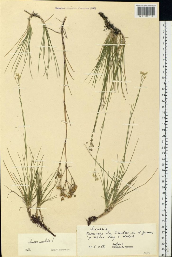 Ситник сплюснутый juncus compressus