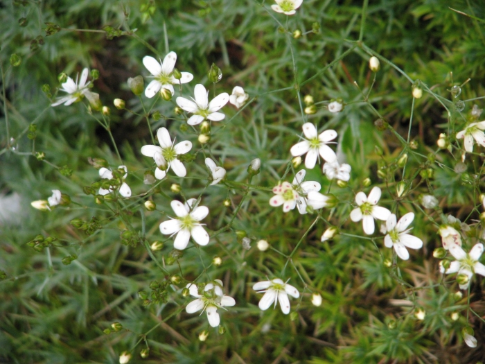 Песчанка тимьянолистная (аренария)