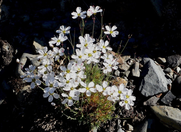 Ясколка войлочная биберштейна