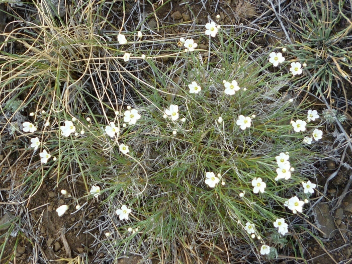 Helianthemum apenninum