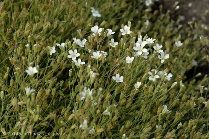 Песчанка тимьянолистная