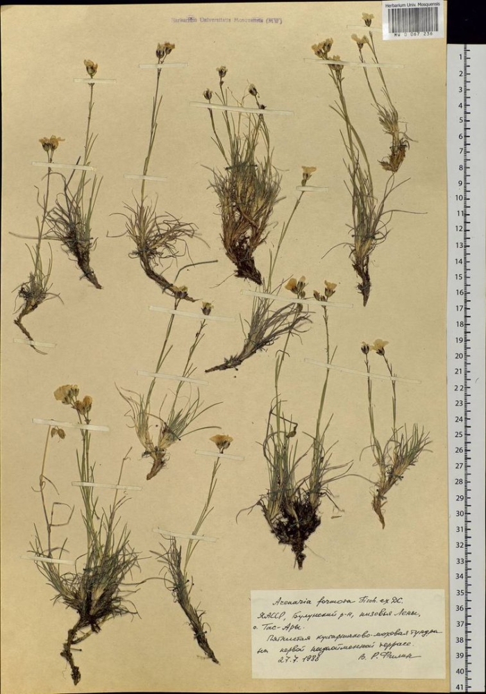 Пустынница геншин