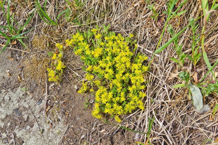 Очиток едкий sedum acre
