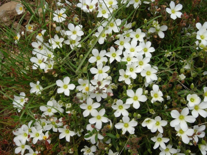 Песчанка горная arenaria montana