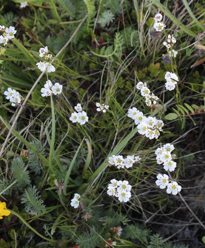 Тысячелистник птармика (achillea ptarmica)