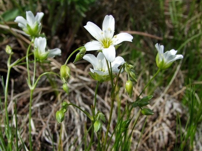 Еремогона волосовидная песчанка