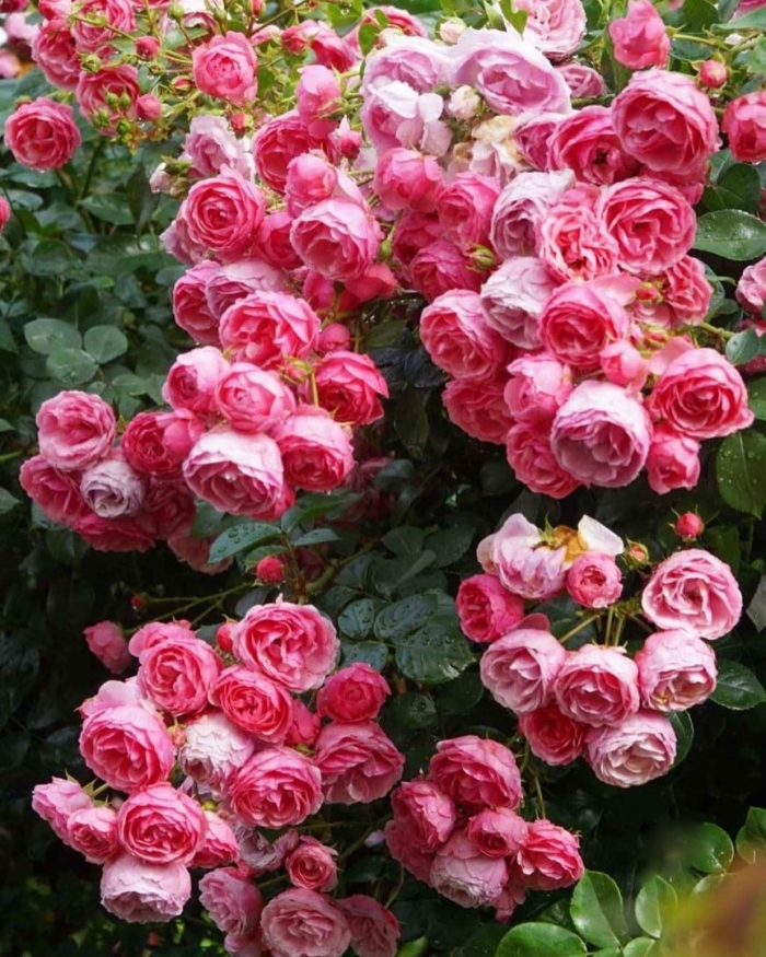 Роза флорибунда помпонелла