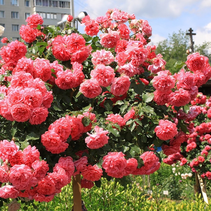 Розариум ютерсен роза