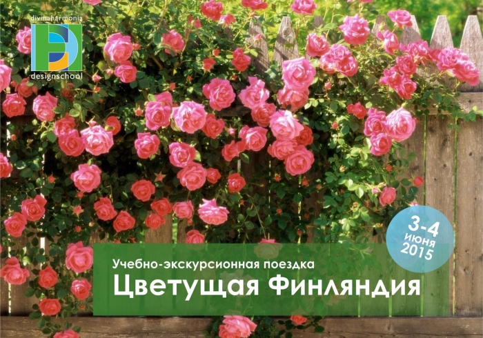 Роза плетистая ван лав